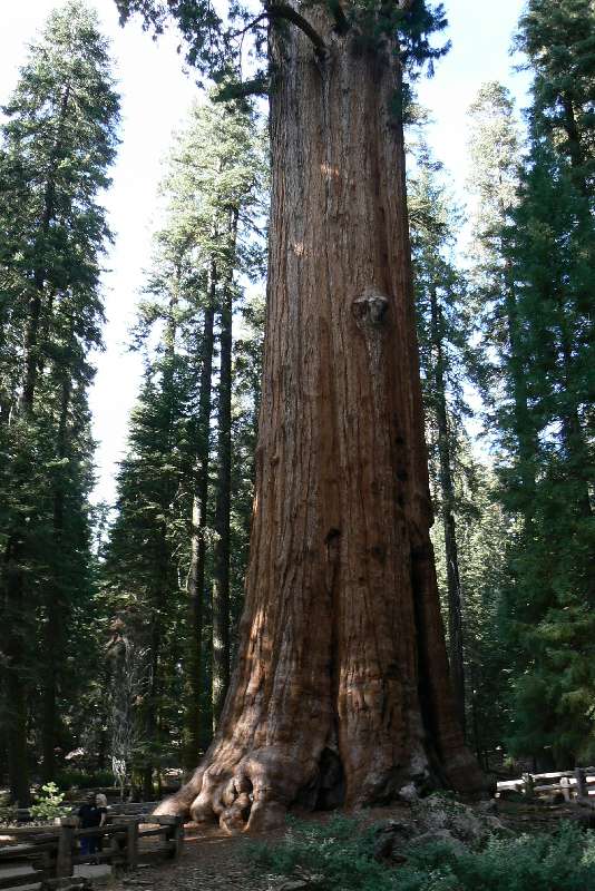 31 General Sherman tree SEQUOIA NATIONAL PARK